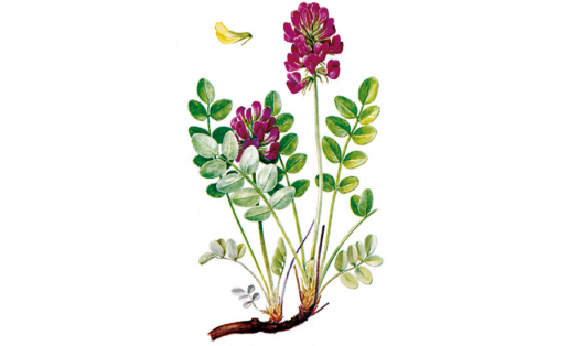 Копеечник крупноцветковый (Hedysarum_grandiflorum)