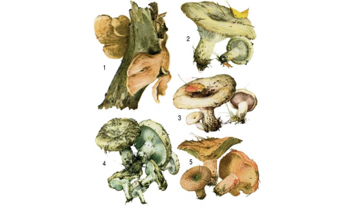 Ашарға яраҡлы бәшмәктәр: 1 — ябай ҡарама бәшмәге (Pleurotus ostreatus); 2 — ысын гөрөздә (Lactarius resimus); 3 — уҫаҡ гөрөздәһе (Lactarius controversus); 4 — аҡ ҡарағай бәшмәге (Russula delica); 5 — деликатес ерән бәшмәк (Lactarius deliciosus)