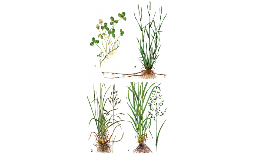 Мал аҙығы үҫемлектәре: 1 — һырылыусан клевер (Trifolium repens); 2 — һырылыусан аҡтамыр (Elytrigia repens); 3 — болон бажаты (Poa pratensis); 4 – болон бүтәгәһе (Festuca arundinacea)