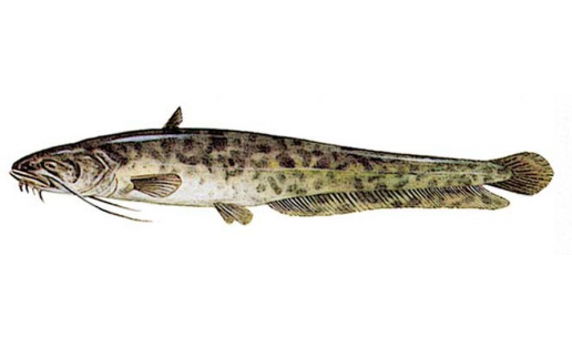 Йәйен (Silurus glanis)