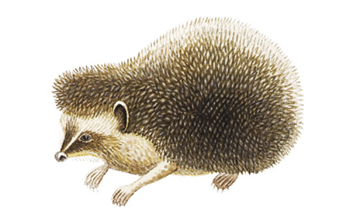 Ёж обыкновенный (Erinaceus europaeus)
