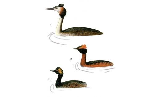 Сыпҡай һымаҡтар: 1 — өлкән сыпҡай (Podiceps cristatus); 2 — ҡыҙылмуйын сыпҡай (Podiceps auritus); 3 — ҡарамуйын сыпҡай (Podiceps nigricollis)