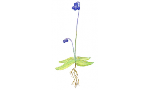 Ябай майлы япраҡ (Pinguicula vulgaris)