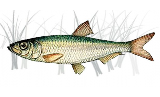 Тюлька (Clupeonella cultrivetris)