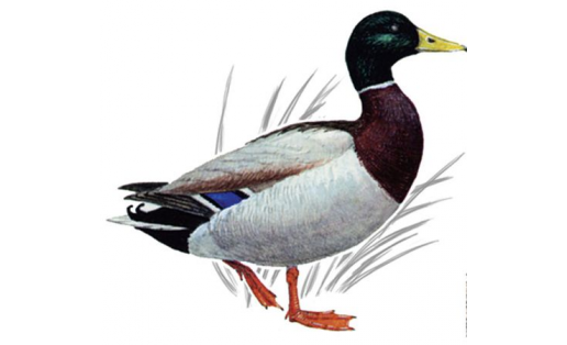 Кряква (Anas platyrhynchos)
