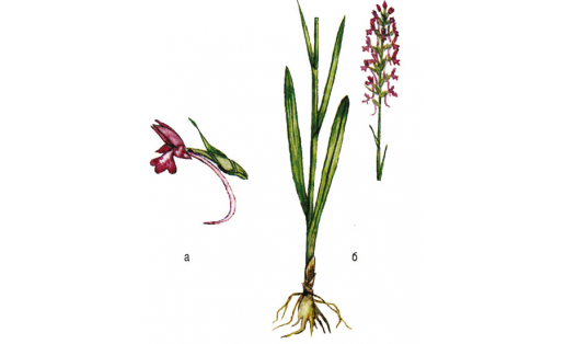 Оҙонмөгөҙ кәкүк әшәлсәһе (Gymnadenia conopsea): а —сәскәһе; б — сәскә атыусы үҫемлек