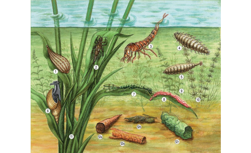 Бентосные организмы:1 — улитковая пиявка (Glossiphonia complanata); 2 — личинка подёнки (Paraleptophlebia sp.); 3 — личинка жука плавунца (Dytiscus sp.); 4 — личинка слепня (Tabanus sp.); 5 — личинка мухи львинки (Stratiomyiа sp.); 6 — обыкновенный прудов