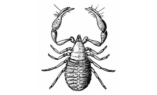 Китап ялѓан саяны (Chelifer cancroides)