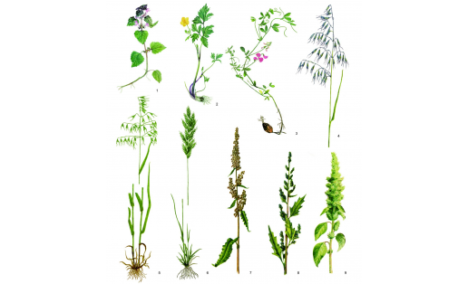 Сорные растения: 1 — яснотка пурпуровая (Lamium purpureum); 2 — лютик ползучий (Ranunculus repens); 3 — чина клубненосная (Lathyrus tuberosus); 4 — овёс пустой (Avena fatua); 5 — овёс щетинистый (Avena strigosa); 6 — костёр мягкий (Bromus mollis); 7 — щавель курчавый (Rumex crispus); 8 — марь красная (Chenopodium rubrum); 9 — щирица запрокинутая (Amaranthus retroflexus)