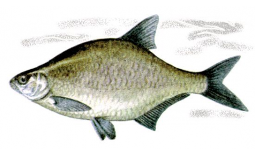 Лещ (Abramis brama)