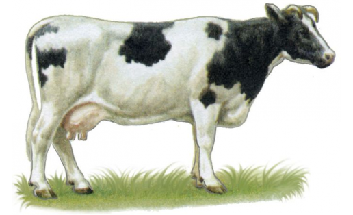 Корова холмогорской породы