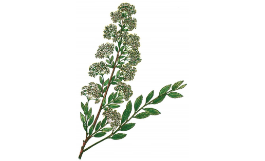 Спирея городчатая (Spiraea crenata)