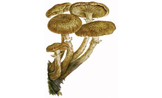 Ысын баллы бәшмәк (Armillariella mellea)