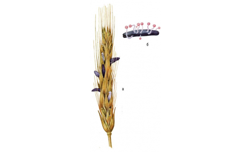 Спорынья пурпурная (Claviceps purpurea): а — колос сосклероциями; б — проросший склероций
