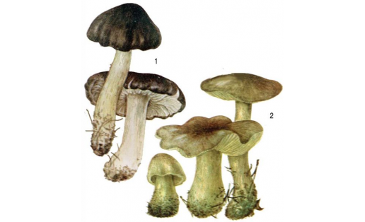 Трихоломалар: 1 – һоро трихолома (Tricholoma portentosum); 2 – йәшел бәшмәк (Tricholoma flavovirens)