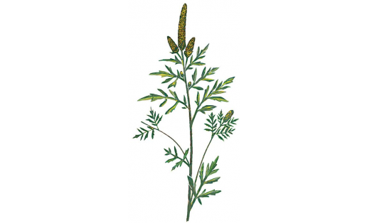 Амброзия полыннолистная (Ambrosia artemisifolia)