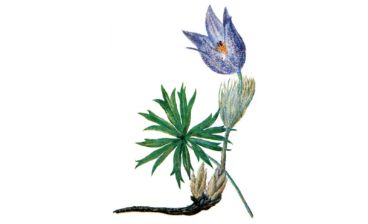 Күк умырзая (Pulsatilla patens)