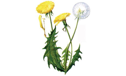 Одуванчик лекарственный (Taraxacum officinale)