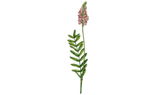 Кәрешкә япраҡлы йылҡы борсағы (Onobrychis viciifolia)