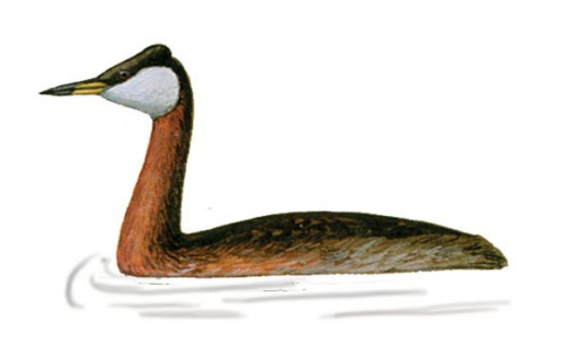 Поганка серощёкая (Podiceps griseigena)