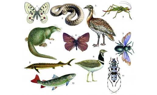 Редкие виды животных: 1 — аполлон (Parnassius apollo); 2 — гадюка восточная степная (Vipera renardi); 3 — дрофа (Otis tarda tarda); 4 — дыбка степная (Saga pedo); 5 — выхухоль русская (Desmana moschata); 6 — голубянка Бутлерова (Callophrys butlerovi); 7 — пчела‑плотник (Xylocopa valga); 8 — стерлядь (Acipenser ruthenus); 9 — стрепет (Tetrax tetrax); 10 — таймень обыкновенный (Hucho taimen); 11 — усач альпийский (Rosalia alpina) Rare animal species: 1 – apollo (Parnassius apollo); 2 – eastern steppe viper (Vipera renardi); 3 – bustard (Otis tarda tarda); 4 – bush cricket (Saga pedo); 5 – Russian desman (Desmana moschata); 6 – Butlerov’s bluebird (Callophrys butlerovi); 7 – carpenter bee (Xylocopa valga); 8 – sterlet (Acipenser ruthenus); 9 – little bustard (Tetrax tetrax); 10 – taimen (Hucho taimen); 11 – Alpine longhorn beetle (Rosalia alpina)
