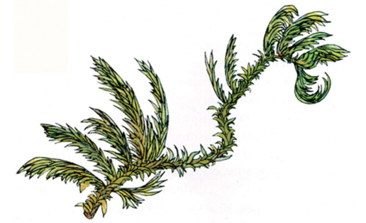 Селвин Пилезиеллаһы(Pylaisiella selwynii)
