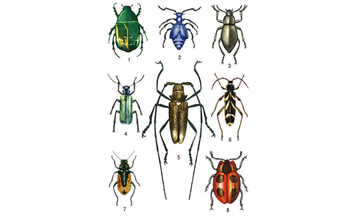 Жесткокрылые: 1 — бронзовка золотистая (Cetonia aurata); 2 — майка фиолетовая (Meloё violaceus); 3 — медляк степной (Blaps halophila); 4 — шпанка ясеневая (Lytta vesicatoria); 5 — усач еловый (Monochamus urussovi); 6 — усач сосновый (Cyrtoclytus capra); 7