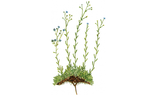 Урал нескәгөлө (Eritrichium uralense)