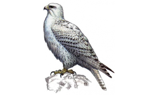 Кречет (Falco rusticolus)