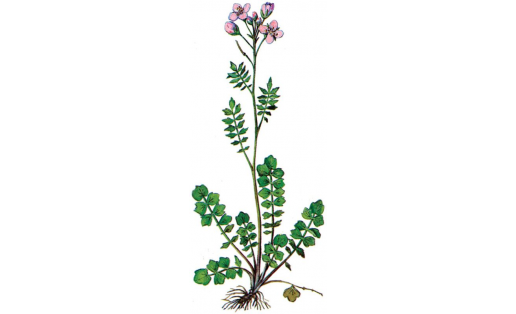 Сердечник луговой (Cardamine pratensis)