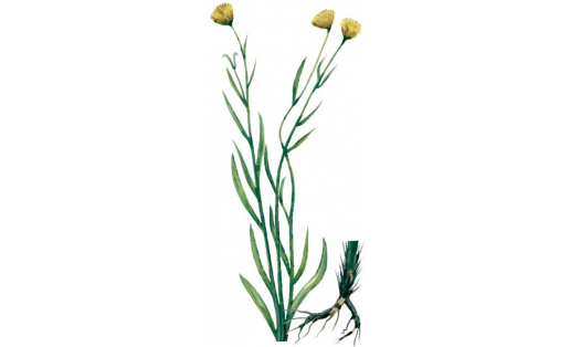 Тарбаҡ татыр билсәне (Galatella divaricata)