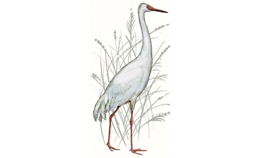 Стерх (Grus leucogeranus)