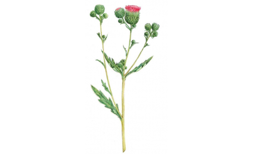 Бодяк щетинистый (Cirsium setosum)