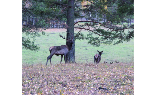 Заповедник “Башкирский” The Bashkirsky reserve 4