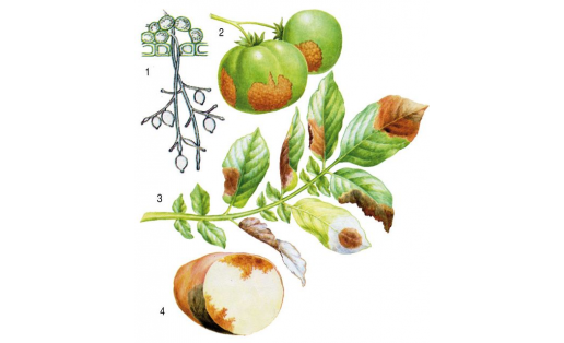 Картуф һәм томаттарҙың фитофторозы  (тыуҙырыусыһы — Phytophthora infestans): 1 — бәшмәктең конидиаль спора осороуы; 2 — томат емештәренең зарарланыуы; 3 — картуф япраҡтарының зарарланыуы; 4 — картуф бүлбеләренең зарарланыуы.