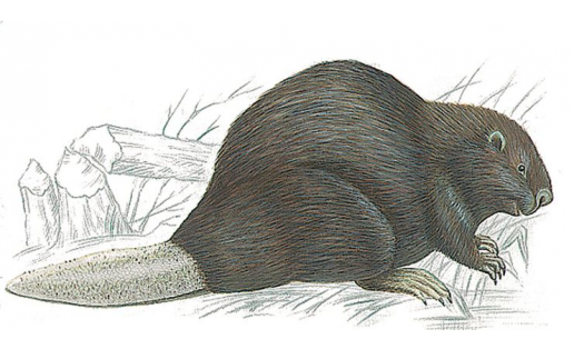 Бобр речной (Castor fiber)
