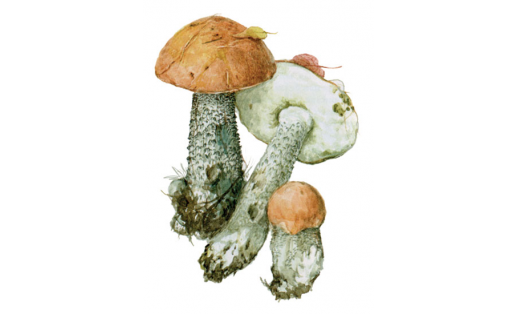 Подосиновик красный (Leccinum aurantiacum)