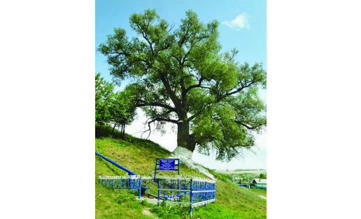 Бижбулякский район. Могучая ива у с.Новый Биктяш Bizhbulyaksky Raion. The mighty willow tree in Selo Novy Biktyash