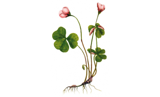 Ябай әскелтем үлән (Oxalis acetosella)