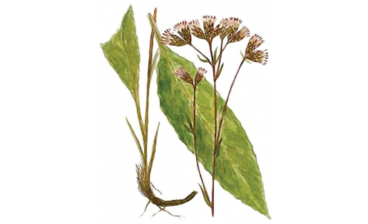 Соссюрея мелкоцветковая (Saussurea parviflora)
