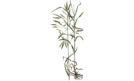 Ҡылсыҡһыҙ ваҡ күстерә (Bromopsis inermis)