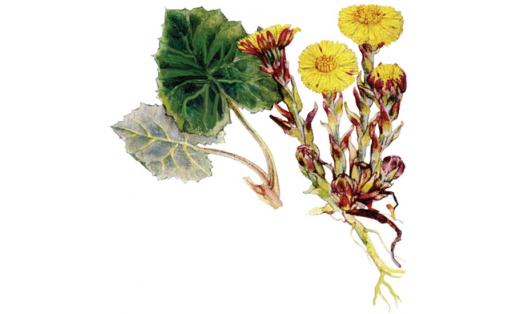 Ябай үгәй инә үләне (Tussilago farfara)