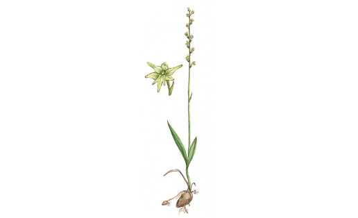 Бер бүлбеле тәбәнәк әшәлсә (Herminium monorchis)