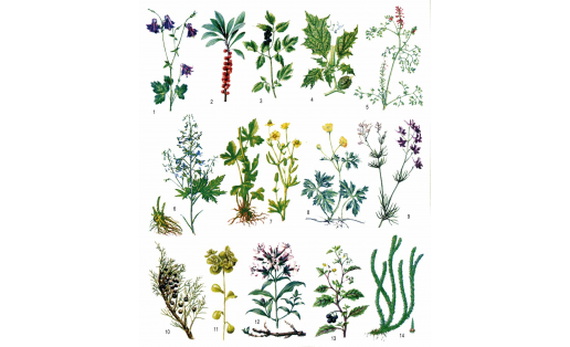 Ағыулы үҫемлектәр: 1 — ябай һыуйыйыр үлән (Aquilegia vulgaris); 2 — бүре еләге (Daphne mezereum); 3 — башаҡлы бәғәнәш (Actaea spicata); 4 — ябай ҡаразирә (Datura stramonium); 5 — тиле кишер (Fumaria officinalis); 6 — бейек ҡамсат сәскә (Delphinium elatum)