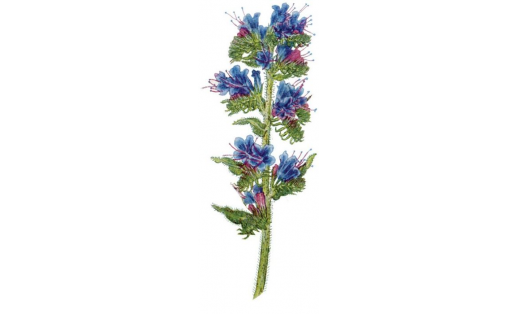 Синяк обыкновенный (Echium vulgare)
