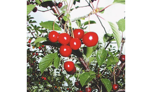 Вишня обыкновенная (Cerasus vulgaris). Сорт Незябкая