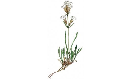 Смолёвка малолистная (Silene paucifolia)