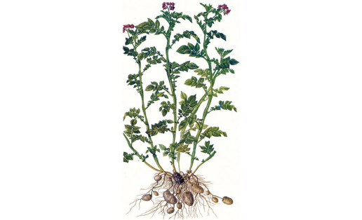 Бүлбеле картуф (Solanum tuberosum)