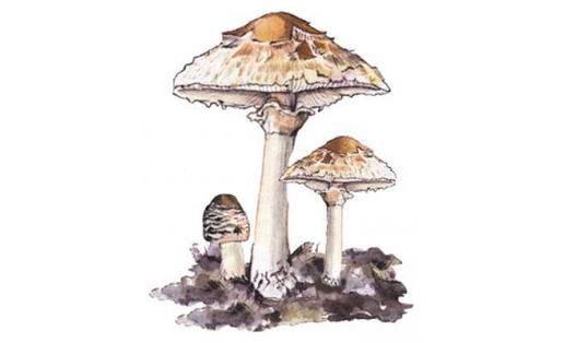 Гриб-зонтик девичий (Leucoagaricus nympharum)