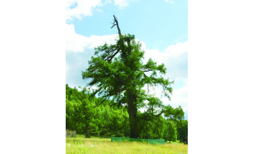 Старовозрастная лиственница (памятник природы). Абзелиловский р-н Old-age larch (natural monument). Abzelilovsky Raion